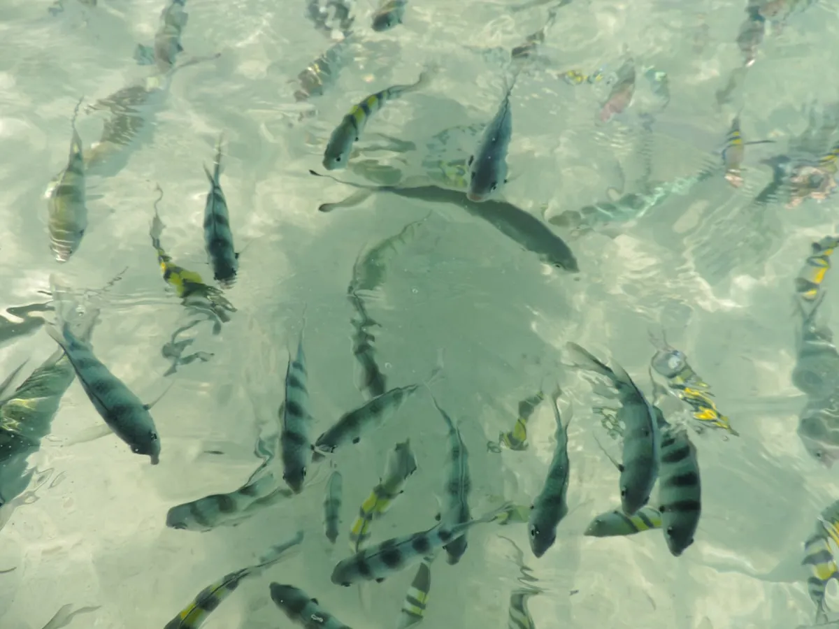 Top 10 des spots de plongée avec tuba en Thaïlande uniquement accessibles en bateau